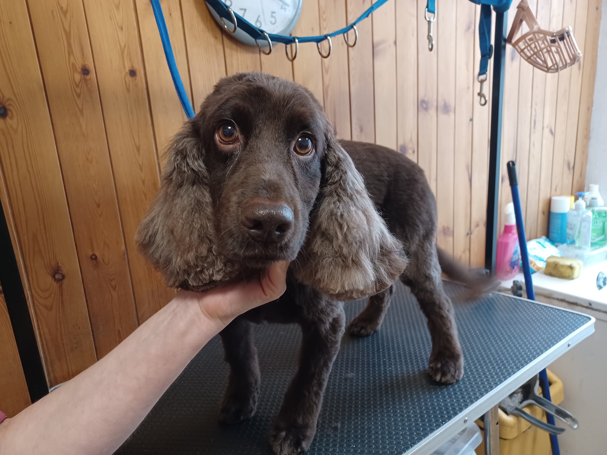 Brown spaniel after grooming