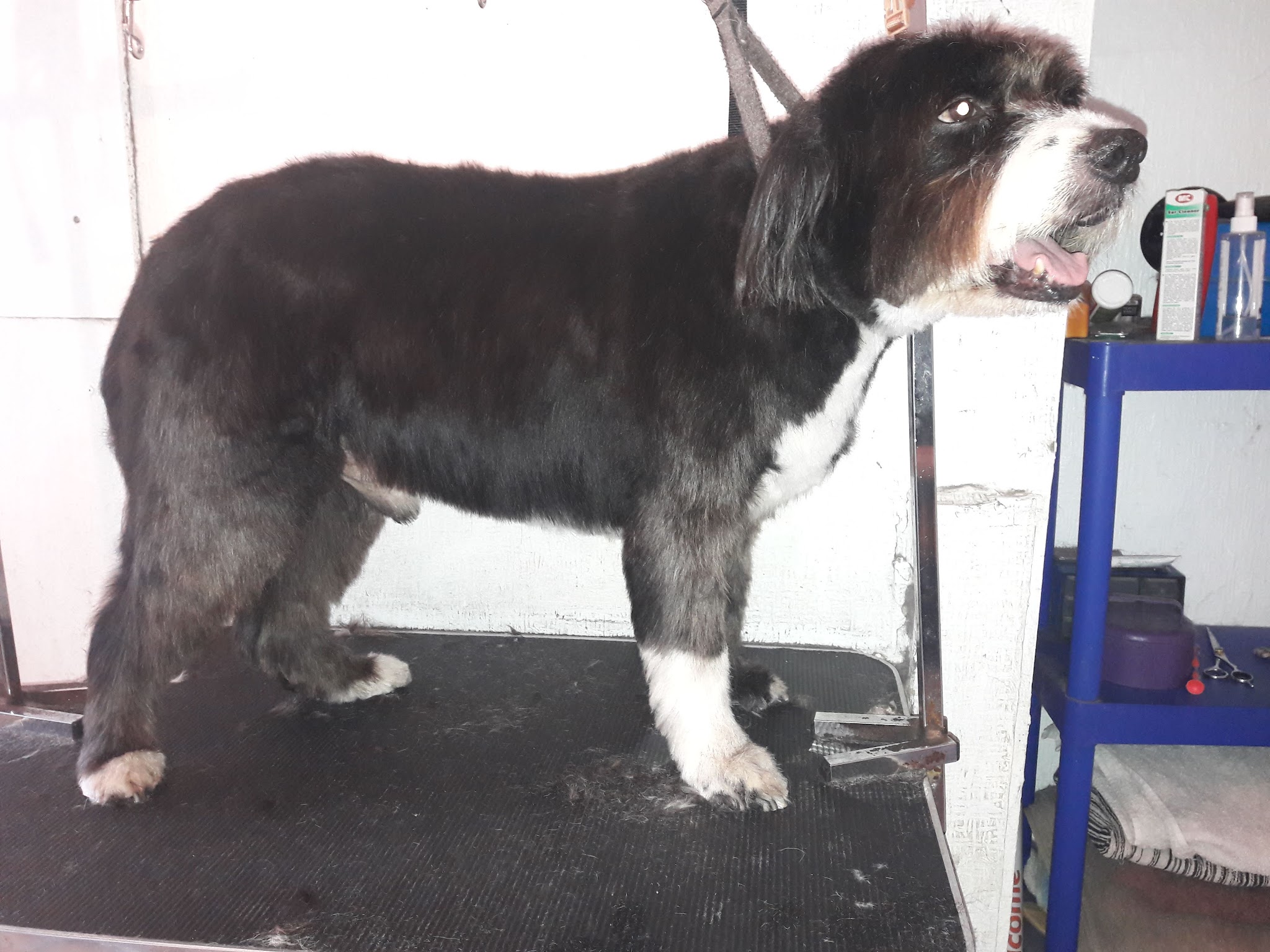 A black and white dog showing its finished groom in the salon