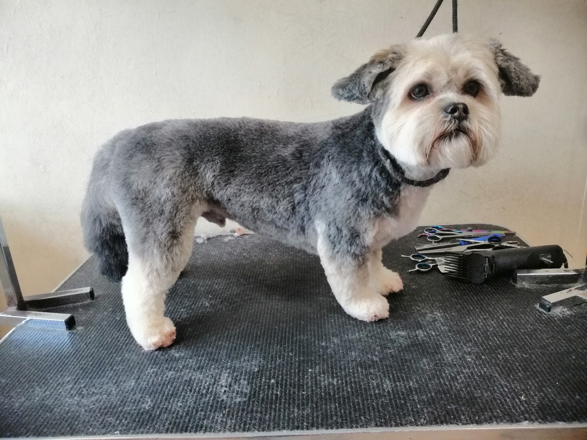 Grey and white dog with a fresh trim