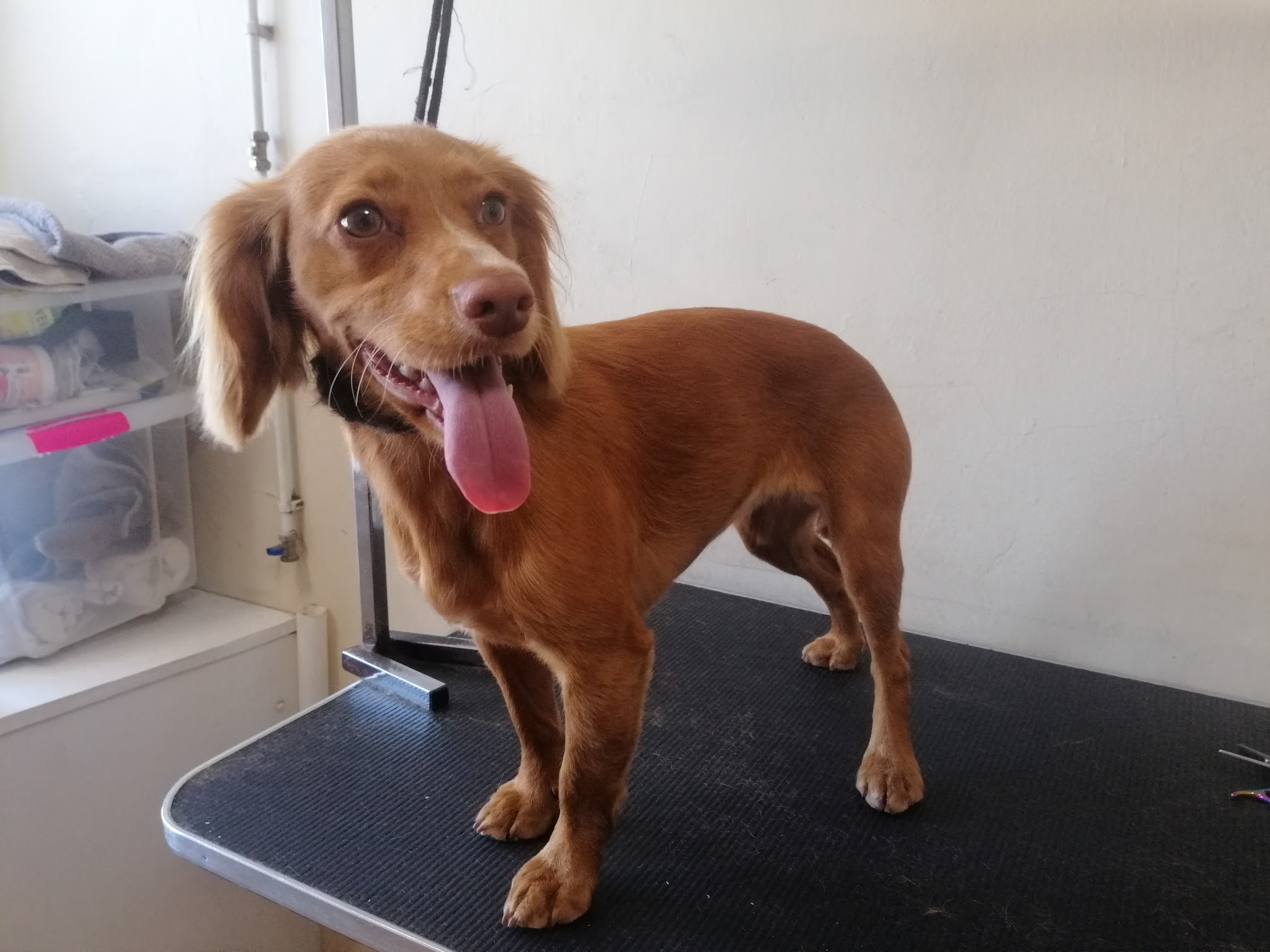 Brown spaniel standing on the grooming table