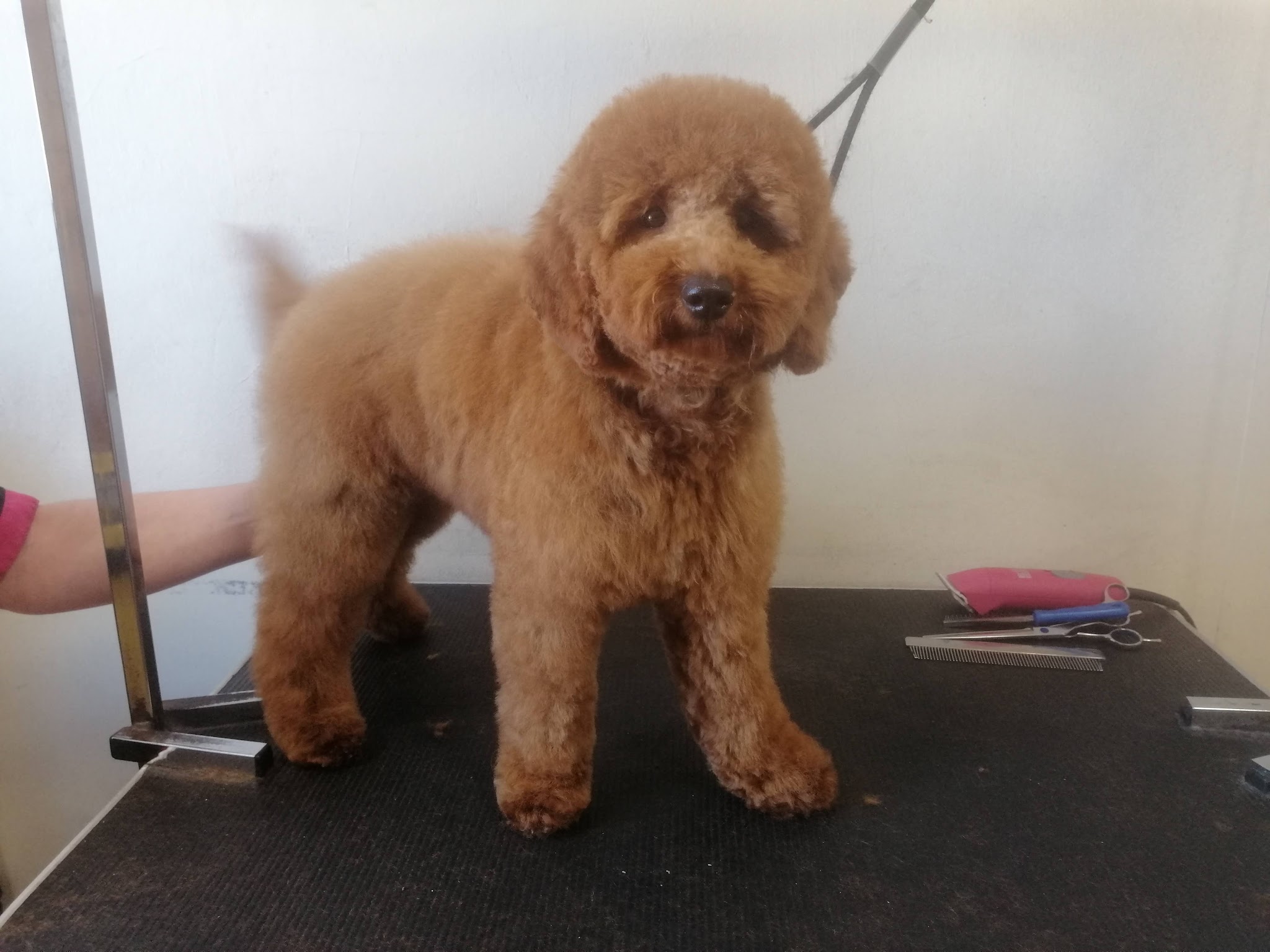 Apricot-coloured dog after its groom