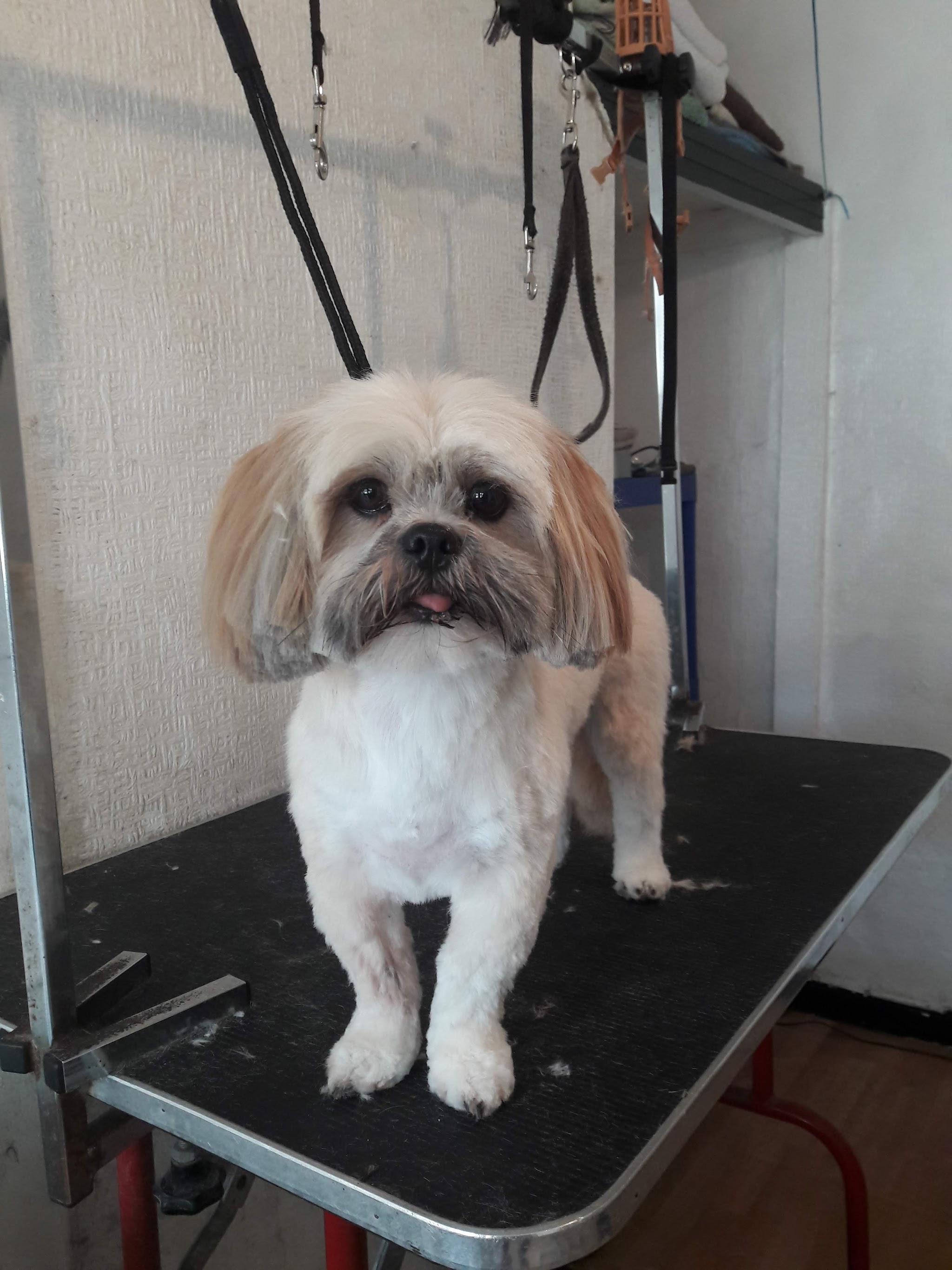 A freshly groomed small dog at L&S Dog Grooming
